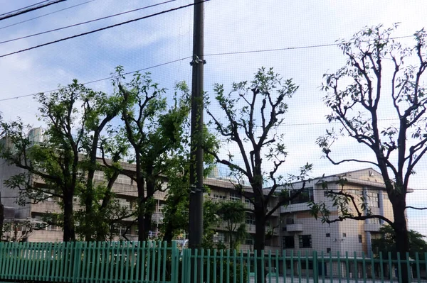 Bäume Rund Den Schulalltag Gepflanzt — Stockfoto