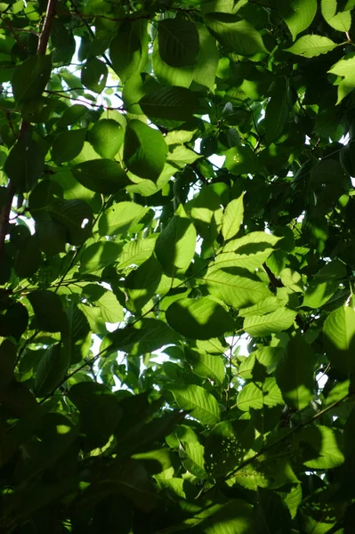 柔和的阳光穿过森林的树叶 — 图库照片