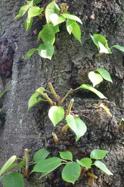 Frische Blätter Neuer Triebe Die Aus Dem Baumstamm Wachsen — Stockfoto