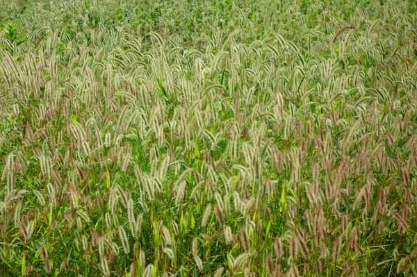 Ein Muster Von Gejigeji Gras Das Dicht Grasland Wächst — Stockfoto