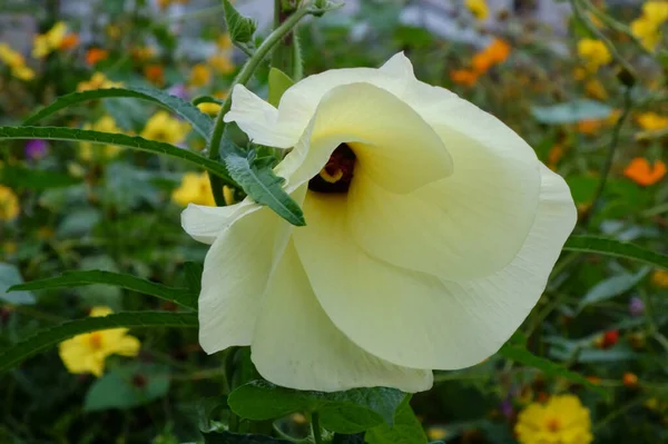 Κηπουρική Υπέροχα Και Κομψά Όμορφα Λουλούδια — Φωτογραφία Αρχείου