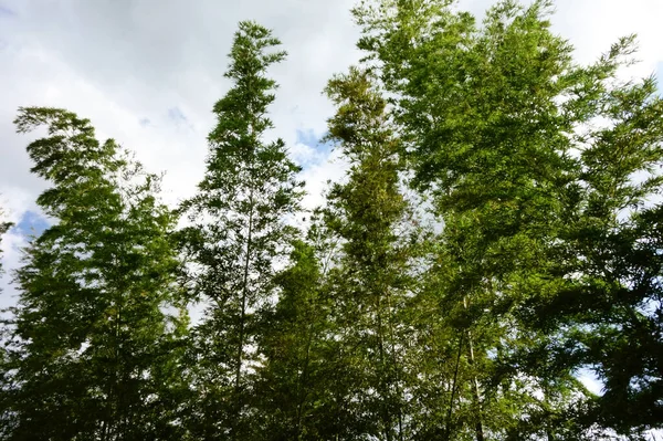 造園における緑の木々 木々や森の葉のパターンの様々な — ストック写真