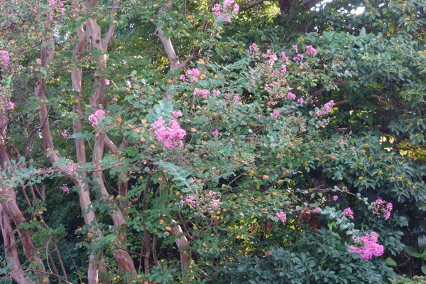 Les Arbres Doux Forêt Soignée Aménagement Paysager — Photo