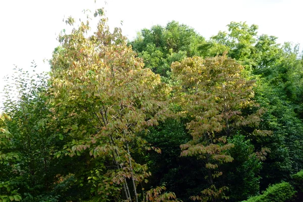 Широкий Вибір Зелених Дерев Візерунків Листя Дерев Лісів Ландшафтному Дизайні — стокове фото
