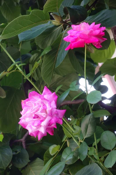 Uma Flor Rosa Brilhante Graciosa Linda — Fotografia de Stock