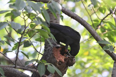 Bir kuşun yürüyüş yolunda ve sık ağaçların arasında yakın plan çekimi.