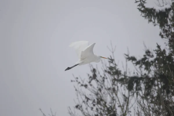 Grande Egret Voo — Fotografia de Stock