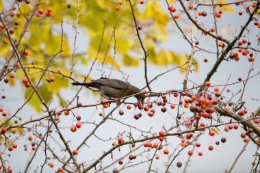 Şube kırmızı meyveler ile oturan siyah kuş