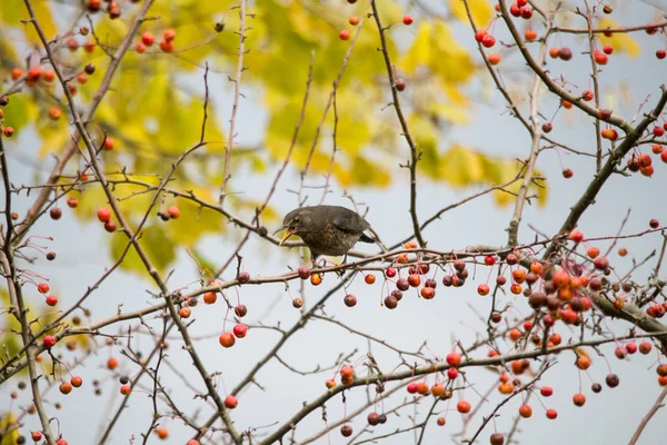 Blackbird Sedící Větvi Červenými Třešněmi — Stock fotografie