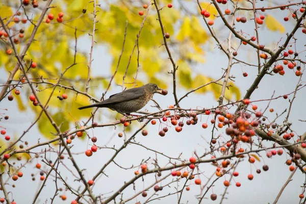 Blackbird Sitting Branch Red Berries — Stock Photo, Image