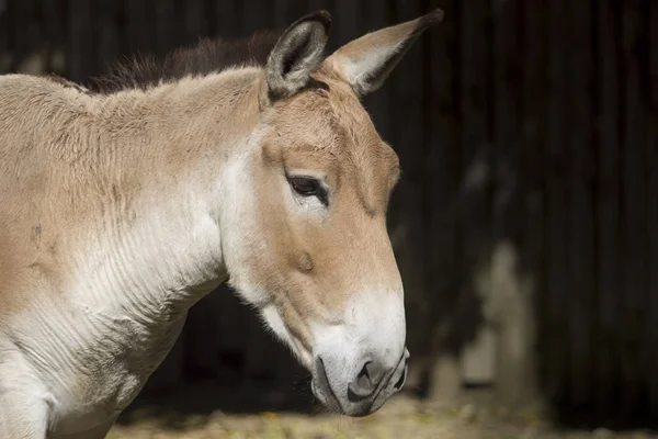 Primer Plano Del Burro Corral — Foto de Stock