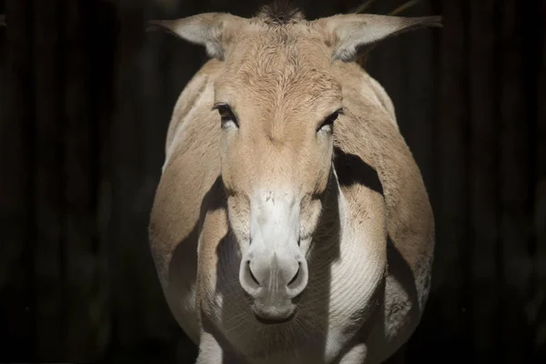 Fechar Burro Pátio Celeiro — Fotografia de Stock