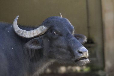 bufalo yakın çekim, seçici odak