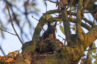 sincap dalda oturan yakın çekim