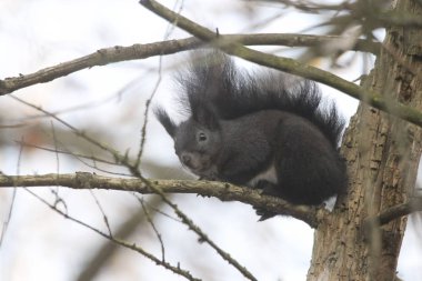 sincap dalda oturan yakın çekim