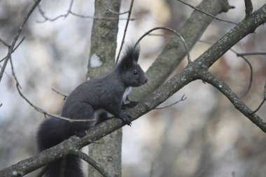 sincap dalda oturan yakın çekim