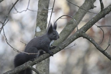 sincap dalda oturan yakın çekim