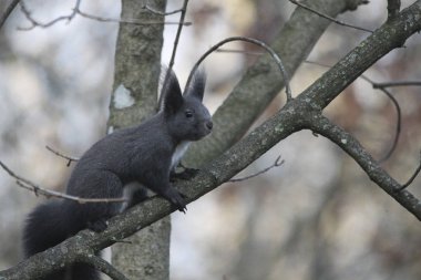 sincap dalda oturan yakın çekim