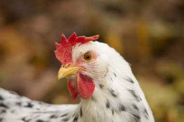 Tavuk closeup çekim