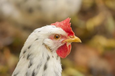 Tavuk closeup çekim