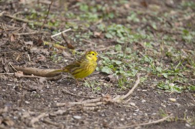 yerde oturan bir erkek yellowhammer için yiyecek arar