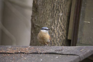 Bir sıvacı kuşu kuş besleyici oturur ve bir ayak dışarı streç