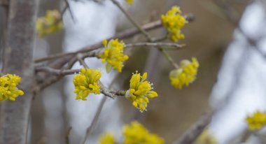 bir cadı ela çalı çiçek