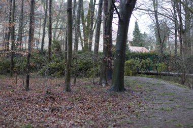 Dere kıyısında temizleyerek bir kısmen karla kaplı orman kenarında bir soğuk kış gününde şafakta mera sakat