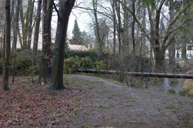 Dere kıyısında temizleyerek bir kısmen karla kaplı orman kenarında bir soğuk kış gününde şafakta mera sakat