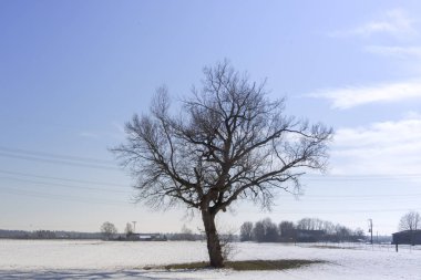 Gıda dalları arar oturan bir erkek yellowhammer