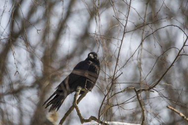 Atış bir inanılmaz güzel kuş kapatmak