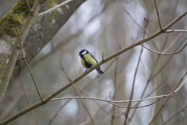 Büyük baştankara çıplak bir ağaç dallarında oturur ve kameraya doğru görünüyor