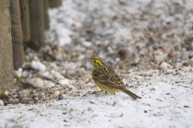 karda yiyecek arayan bir yerde beslenme ormanda, buz gibi bir yellowhammer çalışır