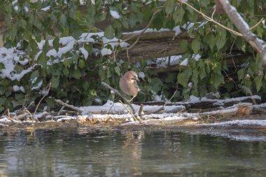 Mavi jay bir ağaç gövdesi su Ivy bush önünde oturur