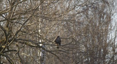 Bir şahin bir ağaç dallarında oturuyor