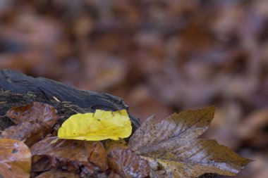 Islak sonbahar yaprakları yakın çekim 
