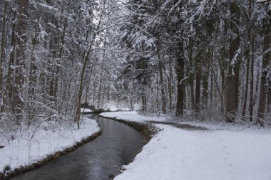 Kış kar ve ağaçlar bir nehir yansımaları ile mahallinde huzurlu orman