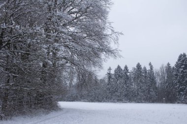 ormana önde gelen karlı orman yolu