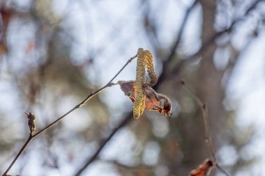 Fındık ağacı bokeh ile gökyüzü arka plan üzerinde çiçekleri ile