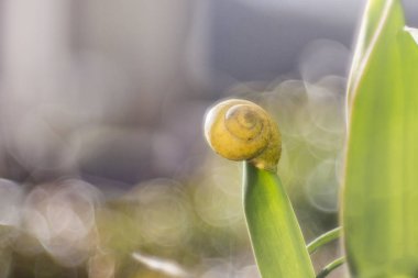 boş kabuk üzerinde yükselen lale yaprak yeşil yakın çekim