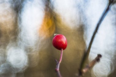 Muhteşem kırsal doğa manzara 