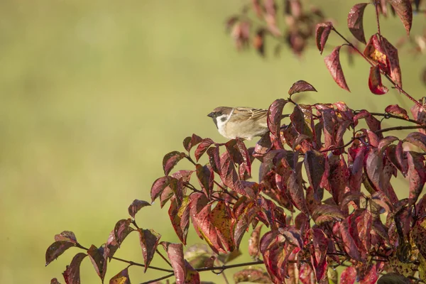 Foglie Rosse Uccelli Attenzione Selettiva — Foto Stock