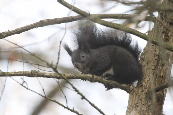 sincap dalda oturan yakın çekim