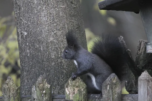 Nahaufnahme Von Eichhörnchen Auf Holzzaun — Stockfoto