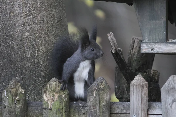 Nahaufnahme Von Eichhörnchen Das Auf Ast Sitzt — Stockfoto