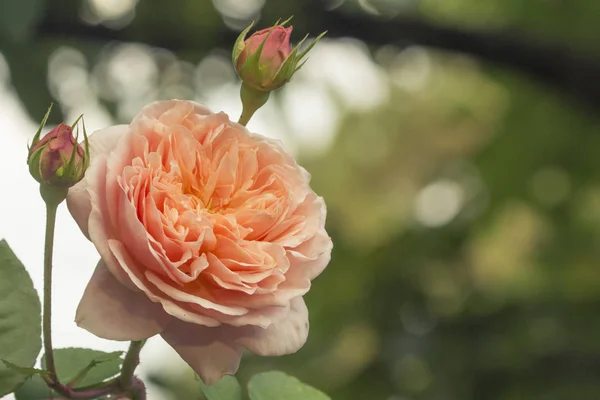 peach color English rose close up