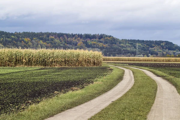 Path between ripe corn fields at summer