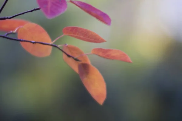 Autumn colored rock pear leaves, close up