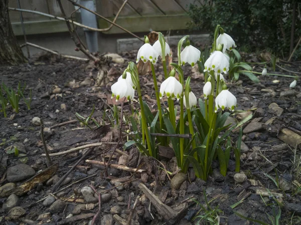 Grupo Flores Flocos Neve Primavera Início Ano Chão — Fotografia de Stock