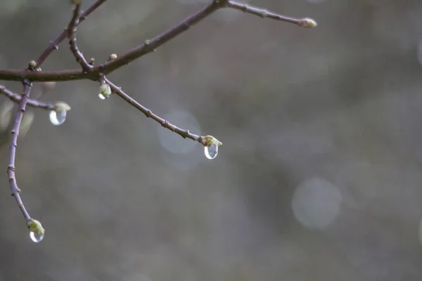 Druppels Water Tak Close — Stockfoto